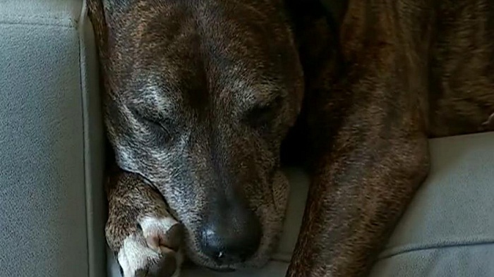Son chien Dash est pris pour Daesh et sème la panique